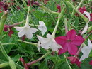 Jasmine Tobacco